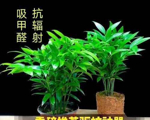平安竹的养殖技巧是什么？如何保持平安竹健康？