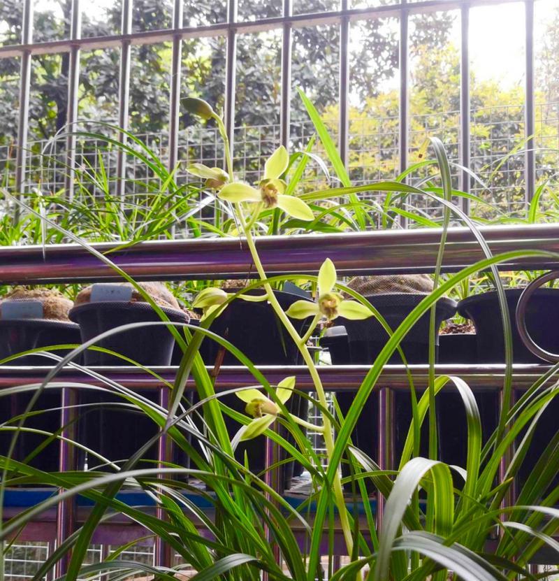 种什么花香？如何选择适合的花卉品种？