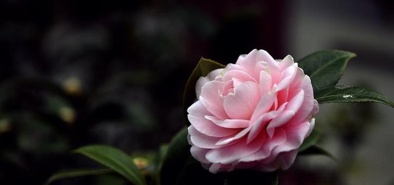种什么花香？如何选择适合的花卉品种？