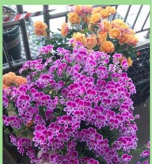 种什么花香？如何选择适合的花卉品种？
