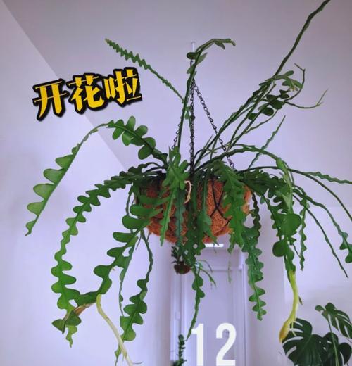 令箭荷花修剪技巧是什么？修剪后如何促进新芽生长？