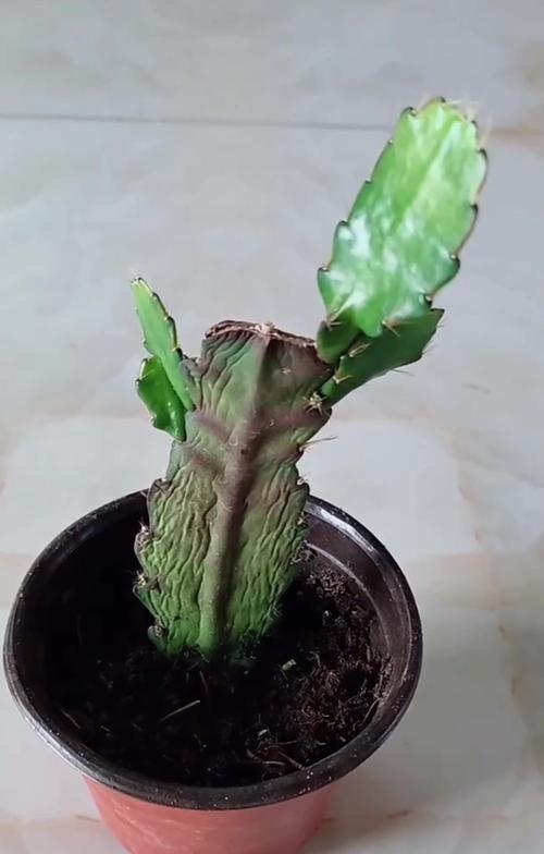 令箭荷花修剪技巧是什么？修剪后如何促进新芽生长？