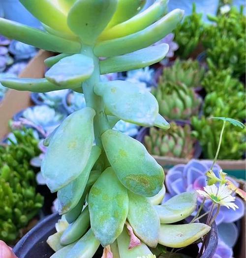 多肉植物为何如此受欢迎？养多肉有哪些好处？