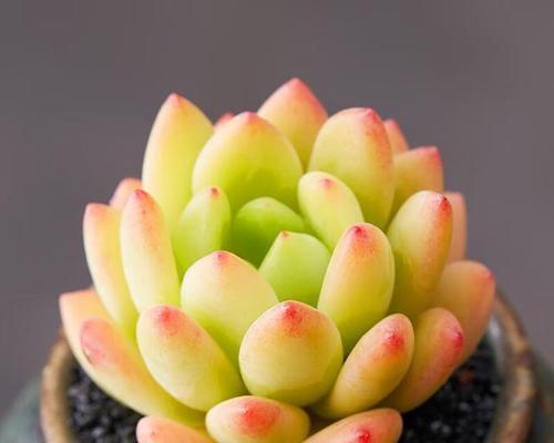 多肉植物为何如此受欢迎？养多肉有哪些好处？