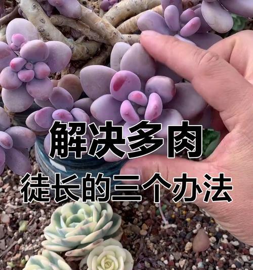多肉珊瑚的养殖要点是什么？如何防止多肉珊瑚徒长？