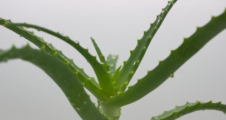 芦荟的正确浇水方法是什么？多久浇一次水最合适？