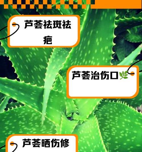 芦荟的正确浇水方法是什么？多久浇一次水最合适？