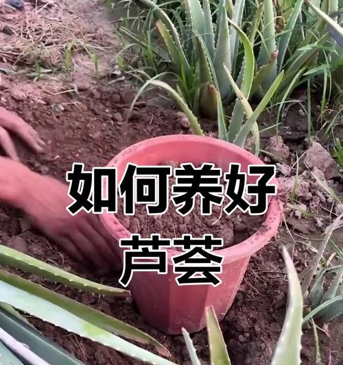 芦荟的正确浇水方法是什么？多久浇一次水最合适？