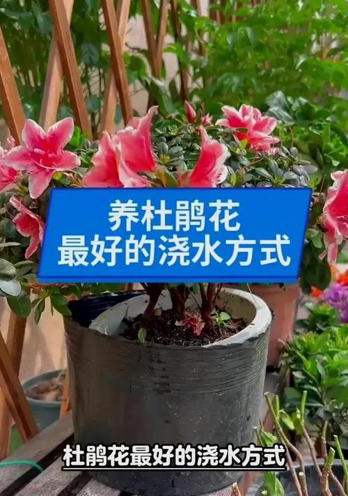 杜鹃花修剪的最佳时间和方法是什么？
