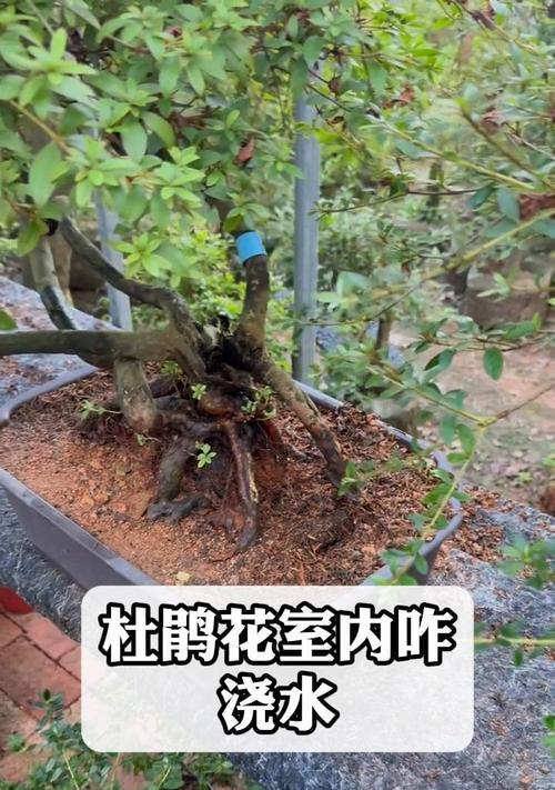 杜鹃花修剪的最佳时间和方法是什么？