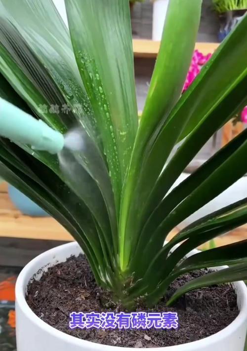 短叶君子兰的正确养殖方法是什么？如何避免常见问题？