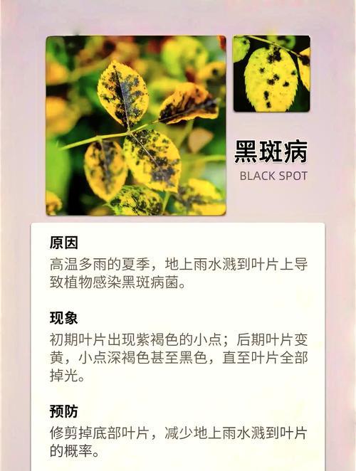 山茶花叶子卷曲的原因是什么？如何处理？