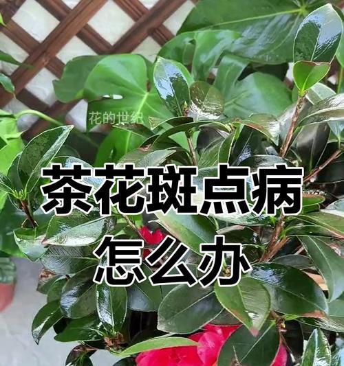 山茶花叶子卷曲的原因是什么？如何处理？