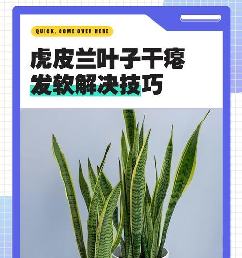对兰叶子发黄的处理方法是什么？如何预防对兰叶子变黄？