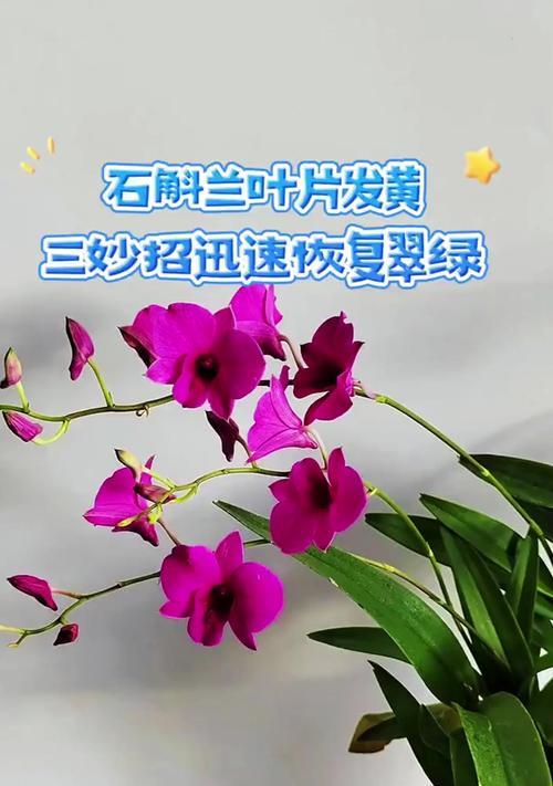 对兰叶子发黄的处理方法是什么？如何预防对兰叶子变黄？