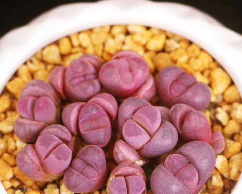 生石花适合哪种盆栽？