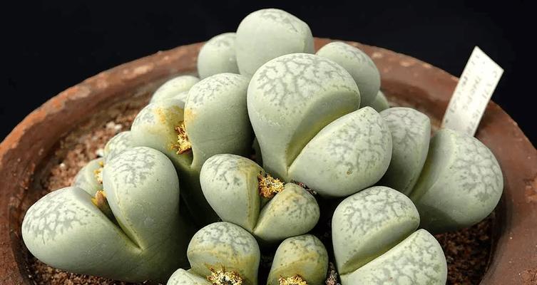生石花适合哪种盆栽？