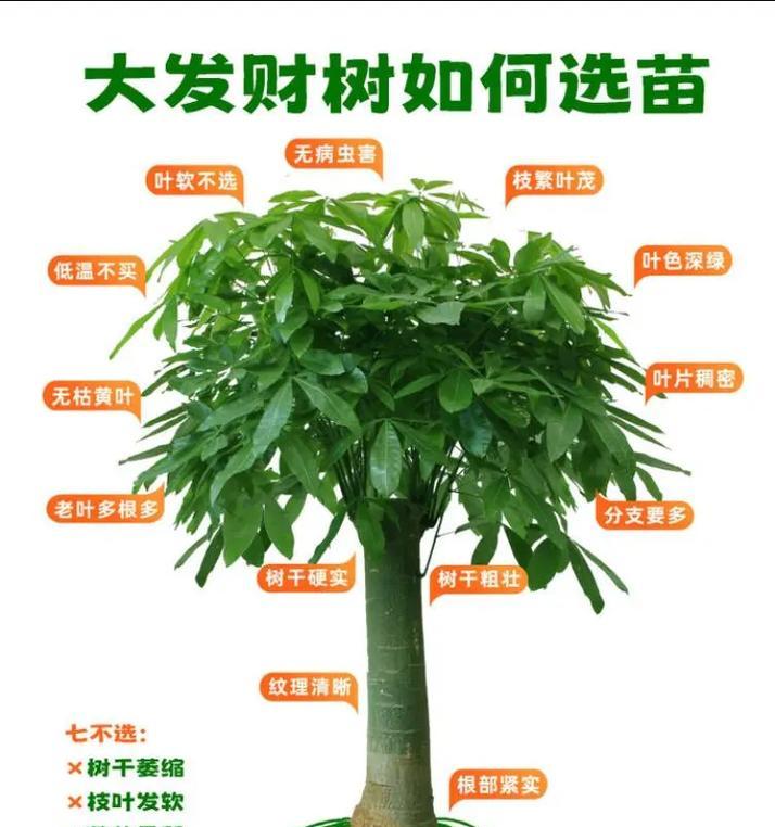 发财树的养殖要点是什么？如何解决其常见问题？