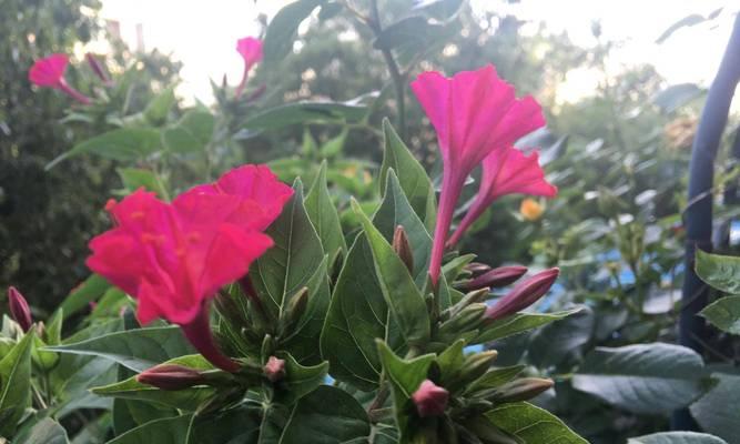 夏天常见的开花植物有哪些？