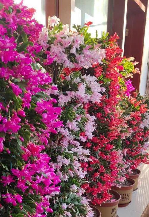 北方好养又好看的花有哪些？这些花的养护方法是什么？