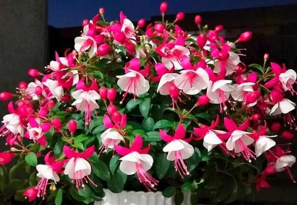 北方好养又好看的花有哪些？这些花的养护方法是什么？