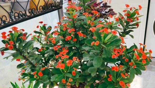 北方好养又好看的花有哪些？这些花的养护方法是什么？