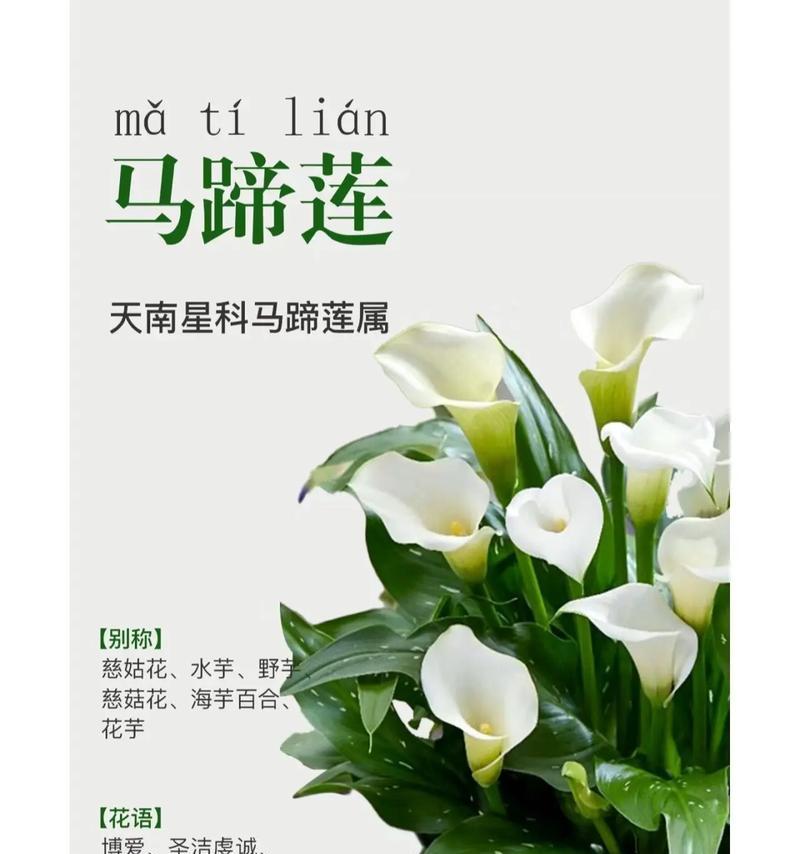 马蹄金的含义和象征是什么？