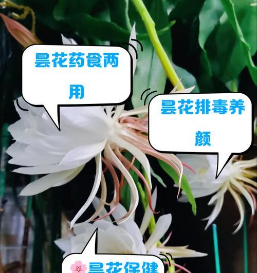 昙花冬季的养护技巧是什么？如何确保昙花安全过冬？
