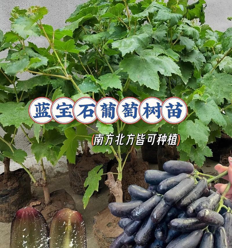 一棵盆栽葡萄能留多少串合适？如何确定合适的挂果量？