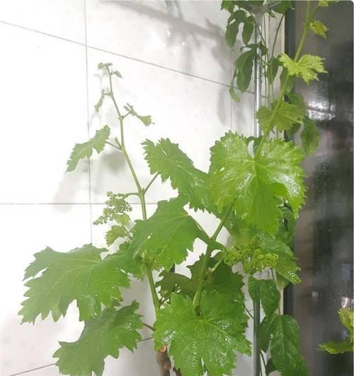 一棵盆栽葡萄能留多少串合适？如何确定合适的挂果量？