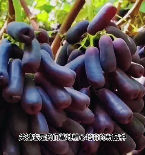 一棵盆栽葡萄能留多少串合适？如何确定合适的挂果量？
