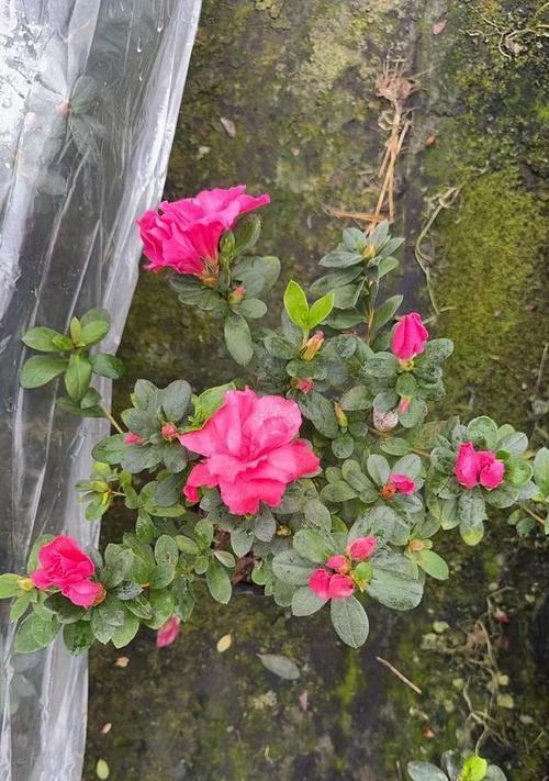 西洋鹃花后的修剪方法是什么？如何保证下次开花？