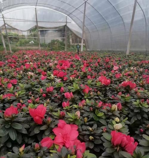 西洋鹃花后的修剪方法是什么？如何保证下次开花？