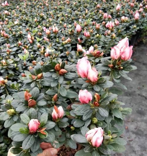 西洋鹃花后的修剪方法是什么？如何保证下次开花？