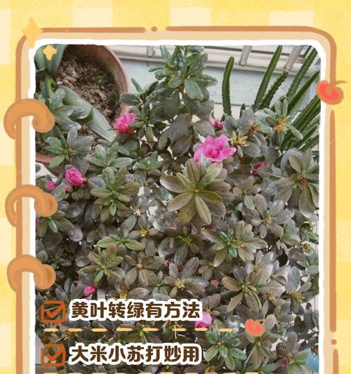 植物叶子变黄怎么办？有哪些可能的原因？