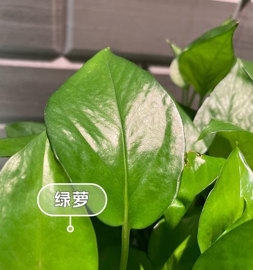 绿萝叶子发黄是什么原因？如何恢复绿萝的健康？