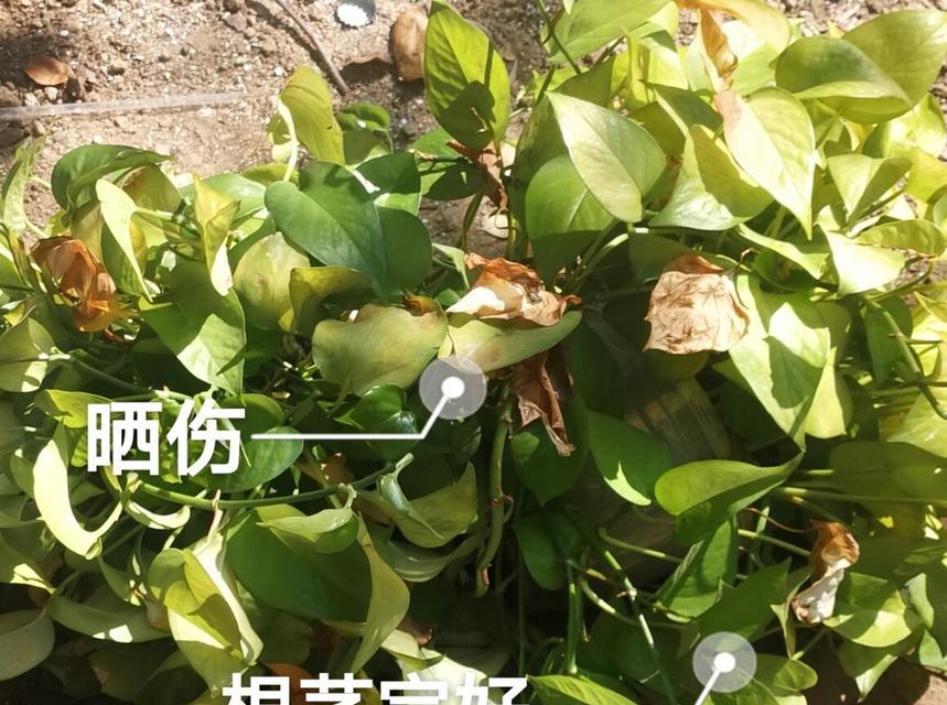 绿萝叶子发黄是什么原因？如何恢复绿萝的健康？