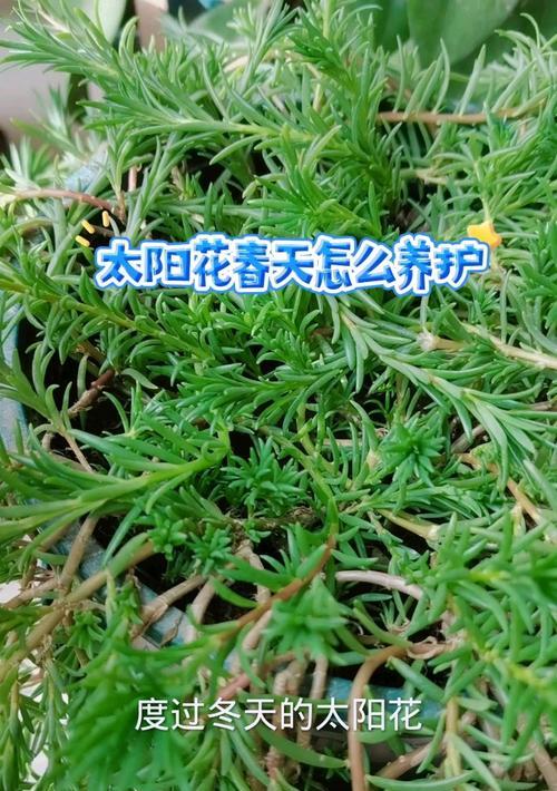 太阳花的养殖技巧有哪些？如何保持其旺盛生长？