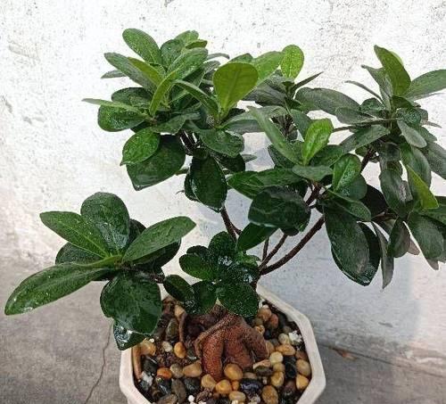 榕树盆景的修剪方法是什么？如何保持榕树盆景的美观？