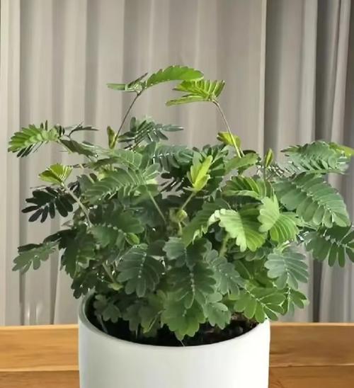 含羞草养护方法有哪些？如何避免含羞草叶片枯萎？