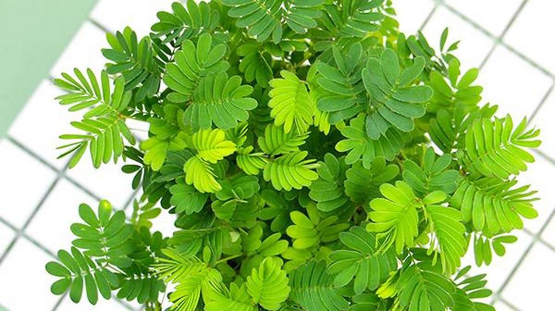 含羞草养护方法有哪些？如何避免含羞草叶片枯萎？