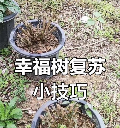 幸福树叶子干枯的原因是什么？如何恢复其生机？