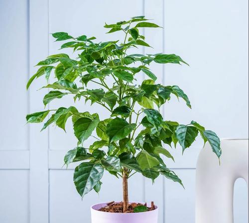 幸福树叶子干枯的原因是什么？如何恢复其生机？