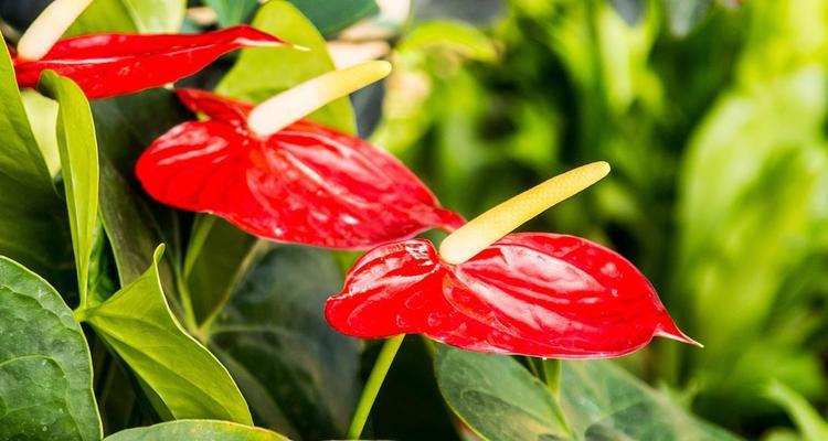 哪些花卉适合室外种植？室外花卉的养护要点有哪些？