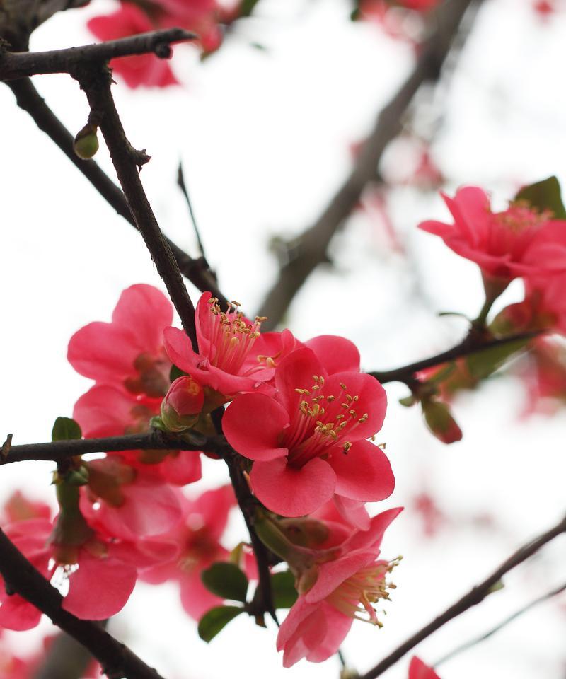 梅花主要在哪个季节生长？梅花的生长习性是什么？