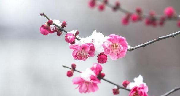 梅花主要在哪个季节生长？梅花的生长习性是什么？