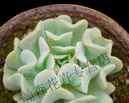 多肉特玉莲的养殖技巧和注意事项是什么？