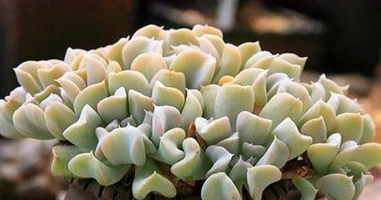多肉特玉莲的养殖技巧和注意事项是什么？