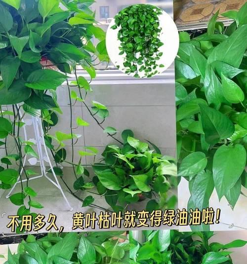 绿萝在冬季如何养护？冬季绿萝的管理技巧有哪些？