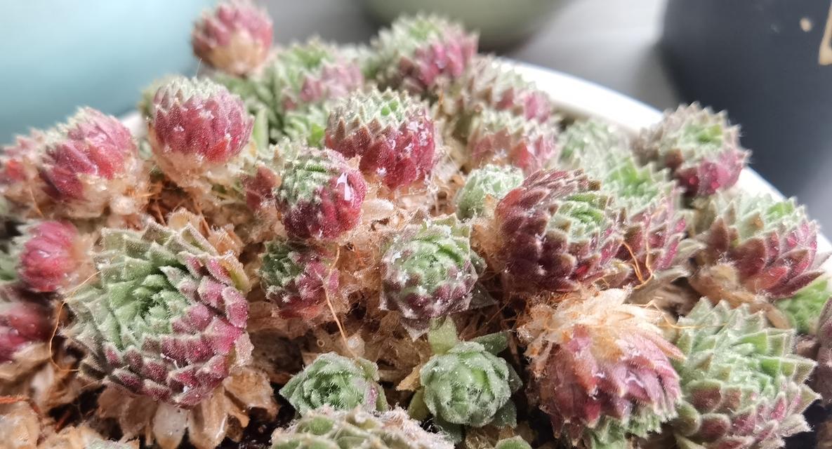 蛛丝卷绢的繁殖方法是什么？蛛丝卷绢繁殖的注意事项有哪些？